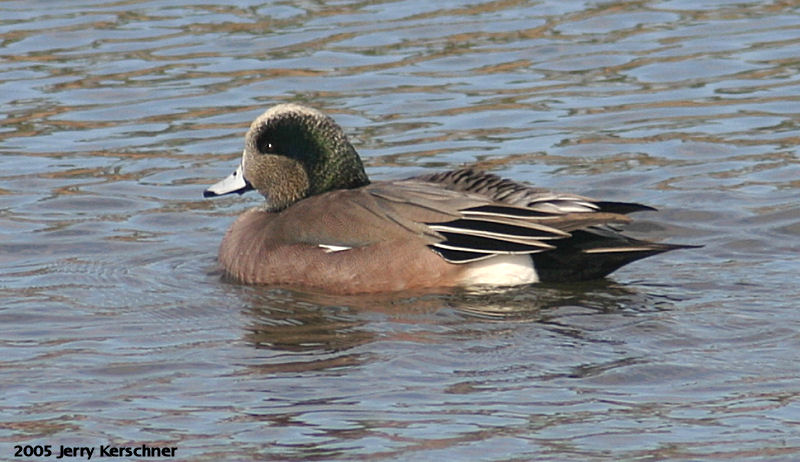American Wigeon