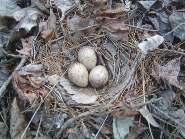 American Woodcock