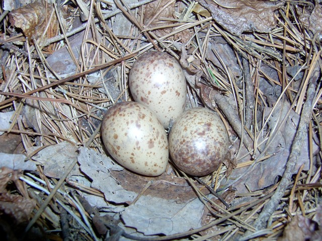 American Woodcock
