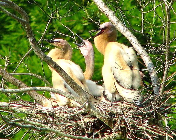 Anhinga