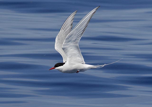Arctic Tern