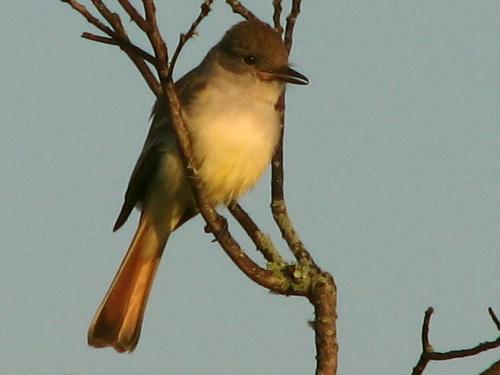 Ash-throated Flycatcher