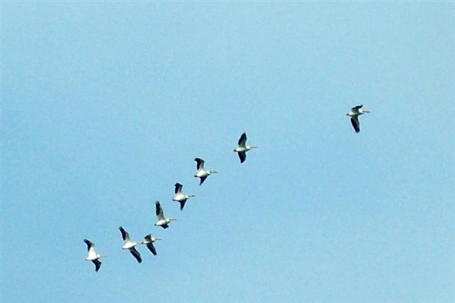 American White Pelicans