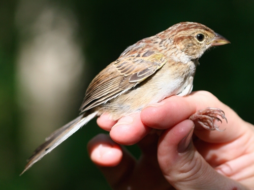 Bachman's Sparrow