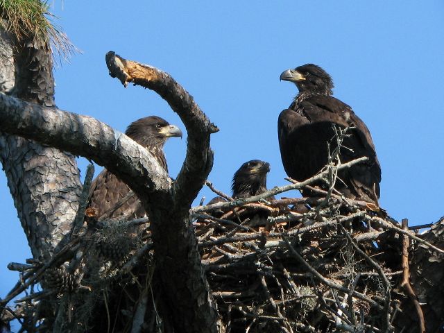 Bald Eagles