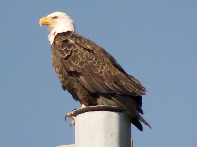 Bald Eagle