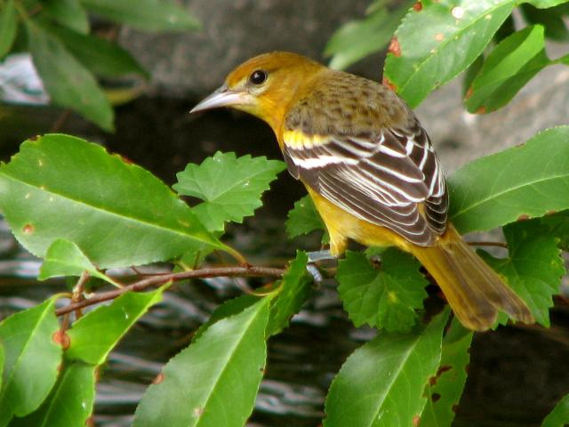 Baltimore Orioles