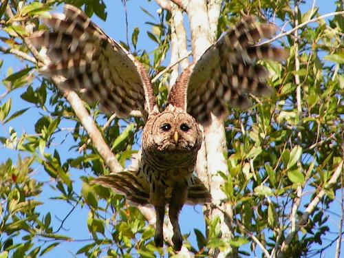 Barred Owls