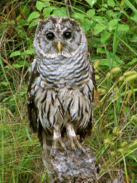 barred owl barred owl