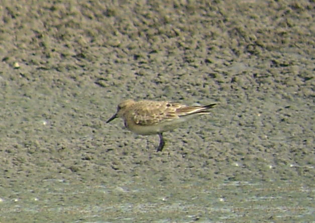 Baird's Sandpiper