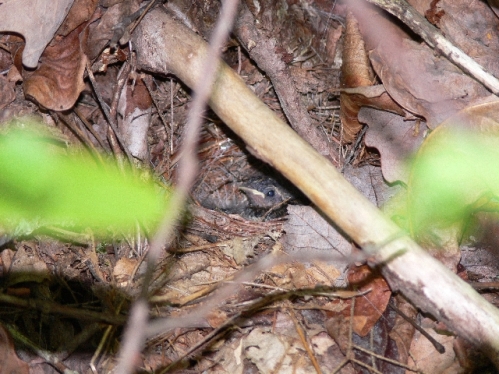 Worm-eating Warbler and Black-and-White Warbler