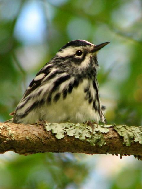 Black-and-white Warbler