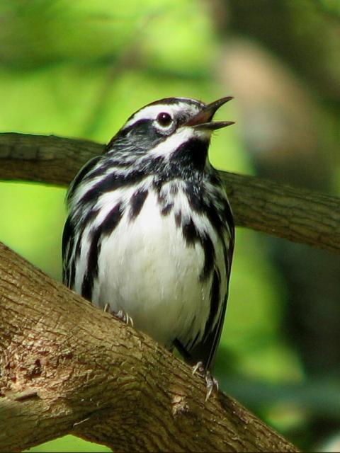Black-and-white Warbler