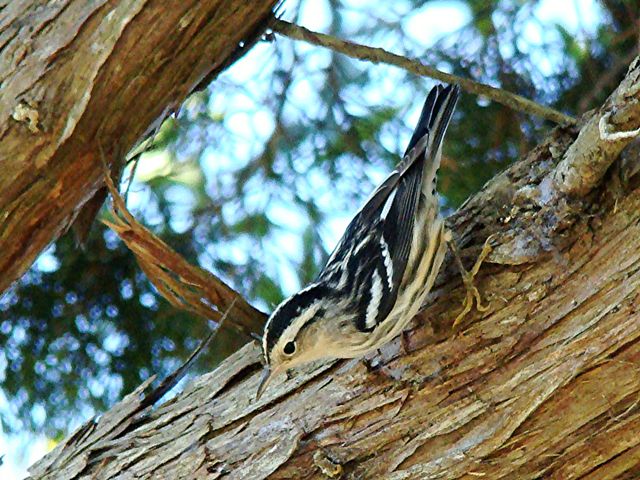 Black-and-white Warbler