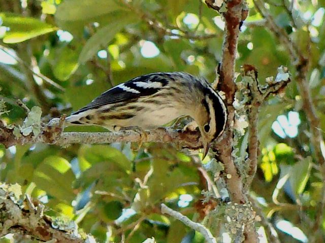 Black-and-white Warbler