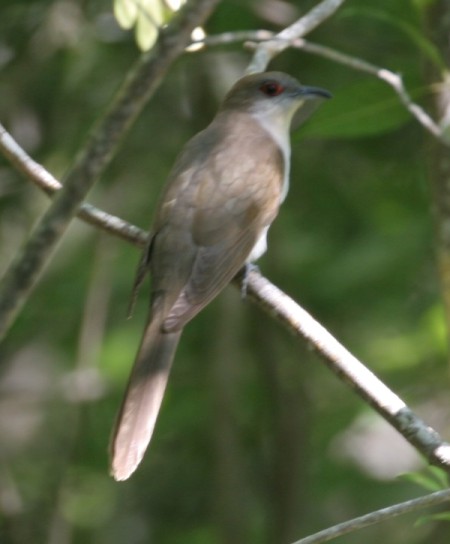 Black-billed Cuckoo