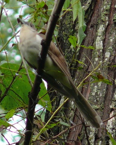 Yellow-billed Cuckoo and Black-billed Cuckoo