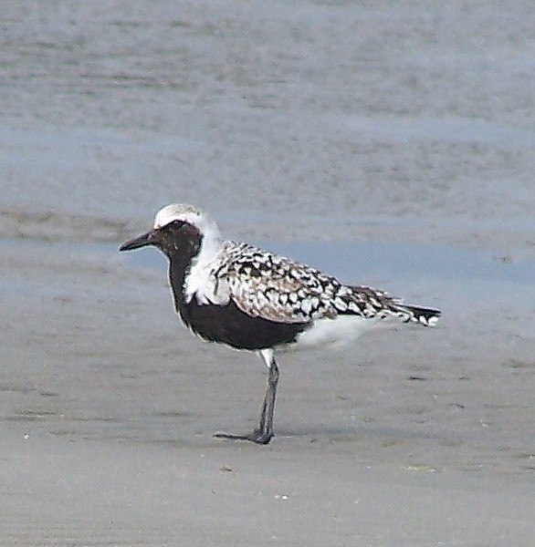Black-bellied Plover