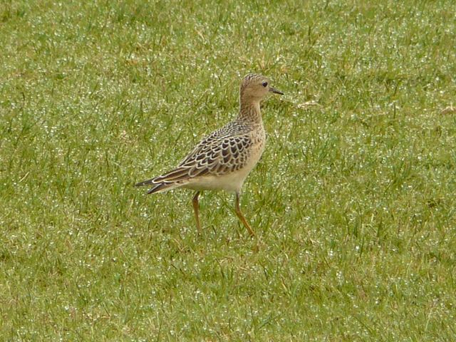 Buff-breasted Sandpiper