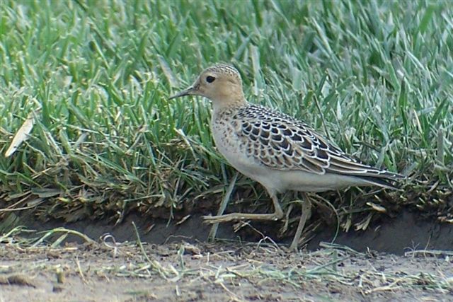 Buff-breasted Sandpiper