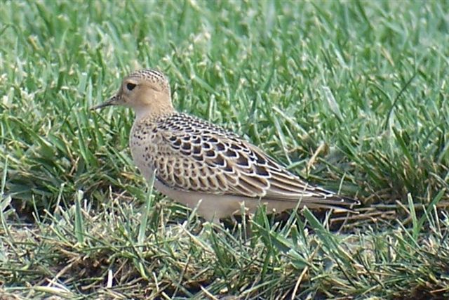 Buff-breasted Sandpiper