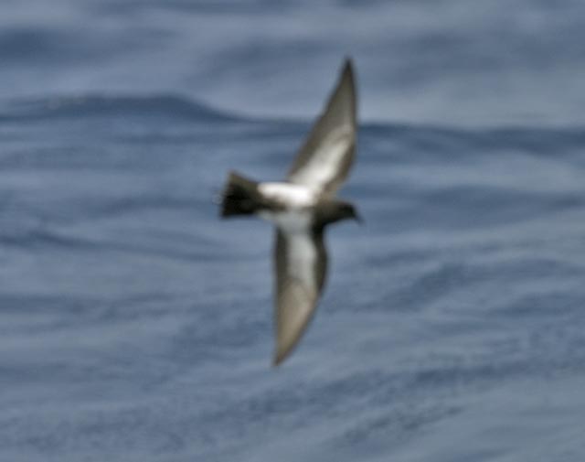 Black-bellied Storm-Petrel