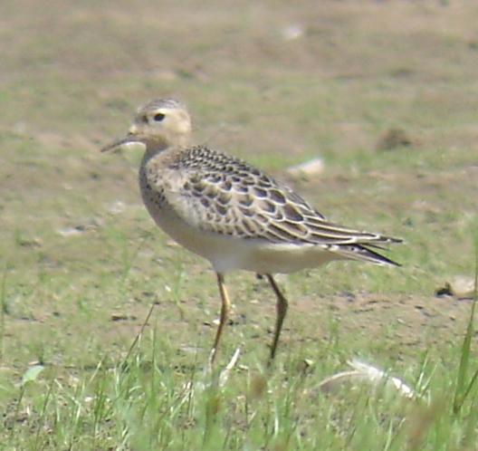 Buff-breasted Sandpipers