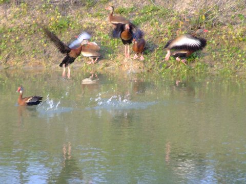 Black-bellied Whistling-Ducks