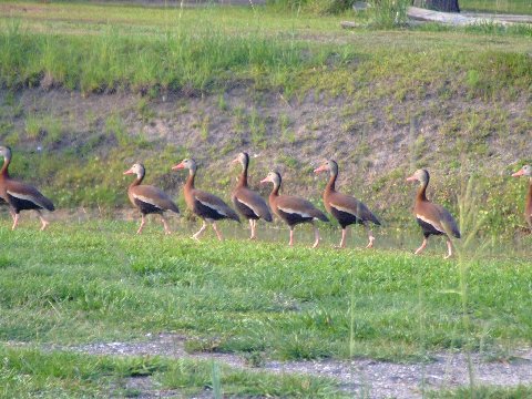 Black-bellied Whistling-Ducks