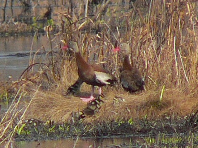 Black-bellied Whistling-Duck