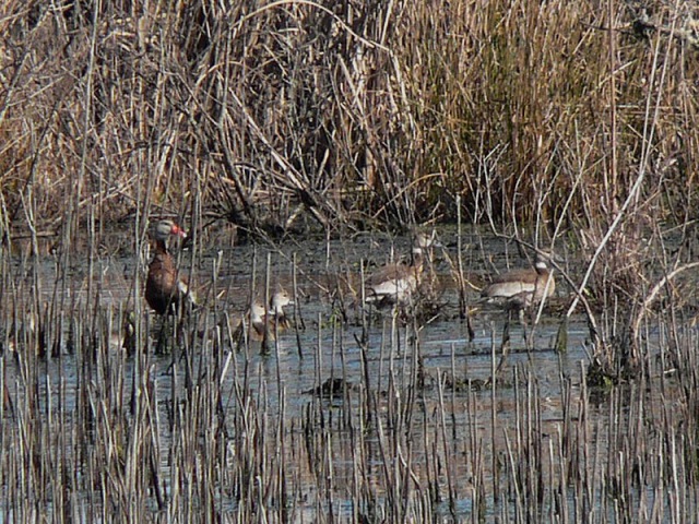 Black-bellied Whistling-Duck