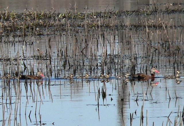 Black-bellied Whistling-Duck