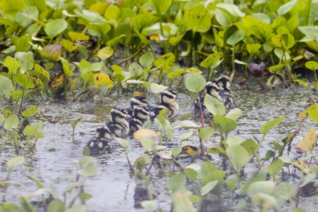 Black-bellied Whistling-Ducks