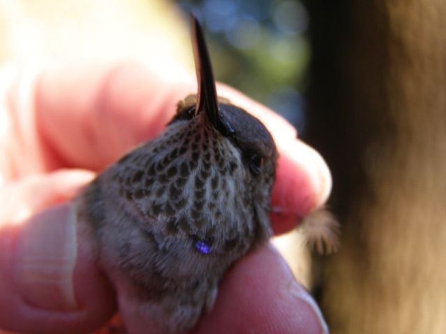 Black-chinned Hummingbird
