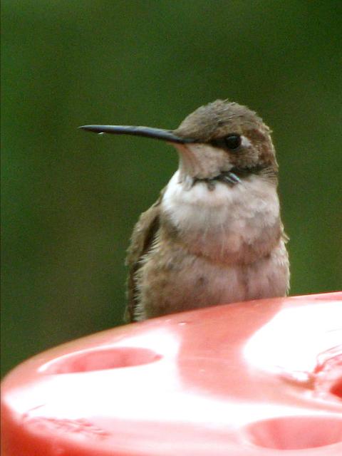 black chinned hummingbird black chinned hummingbird