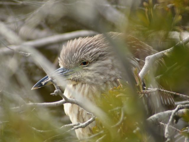 Black-crowned Night-Heron
