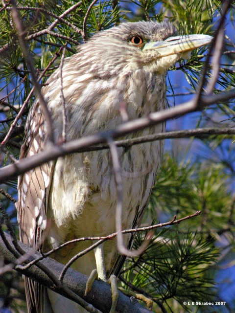 Black-crowned Night-Heron
