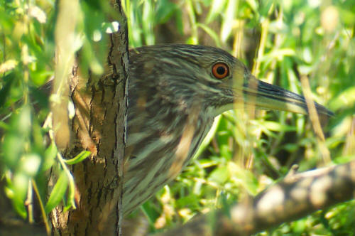 Black-crowned Night-Heron
