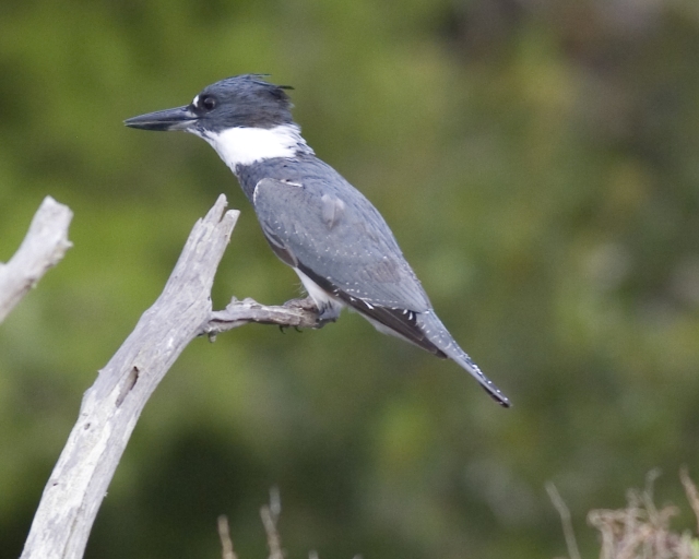 Belted Kingfishers