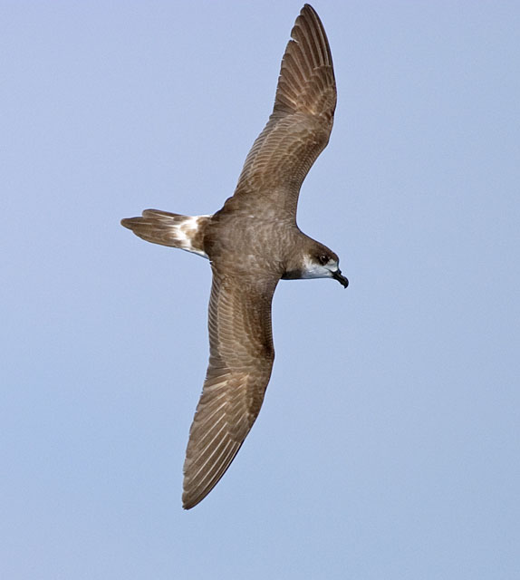 Bermuda Petrel