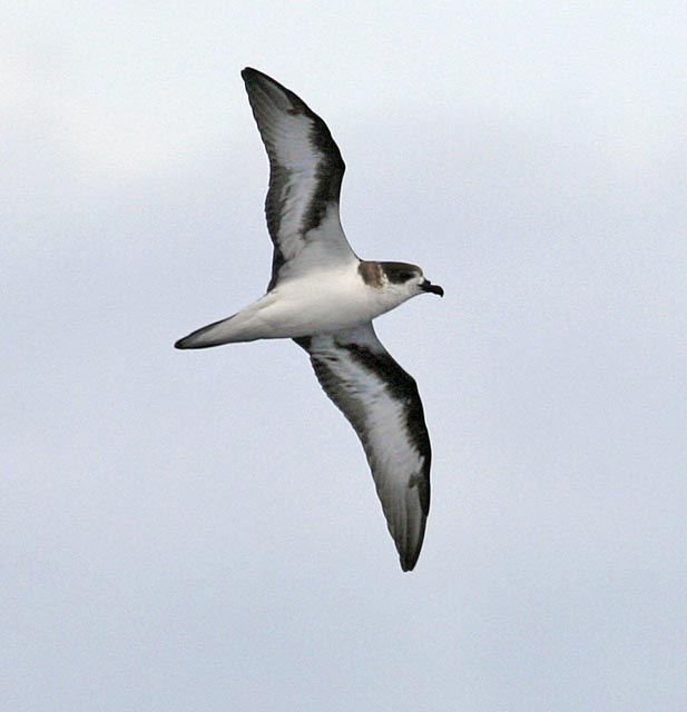 Bermuda Petrel