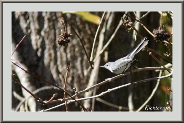 Blue-gray Gnatcatcher
