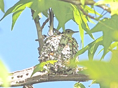 Blue-gray Gnatcatcher
