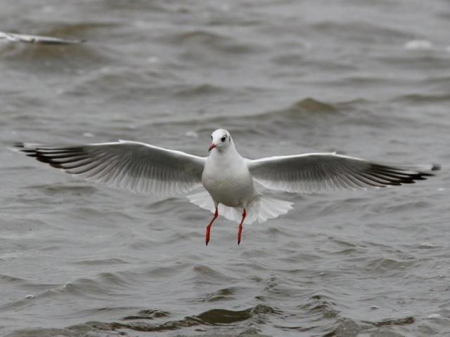 Black-headed Gull