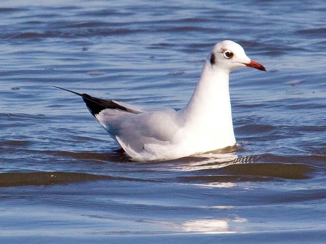 Black-headed Gull