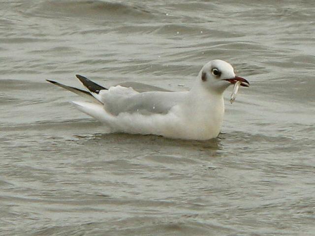 Black-headed Gull