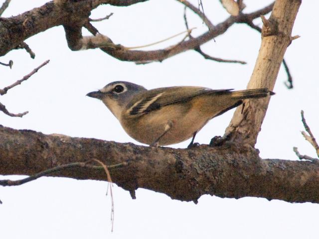 Blue-headed Vireo