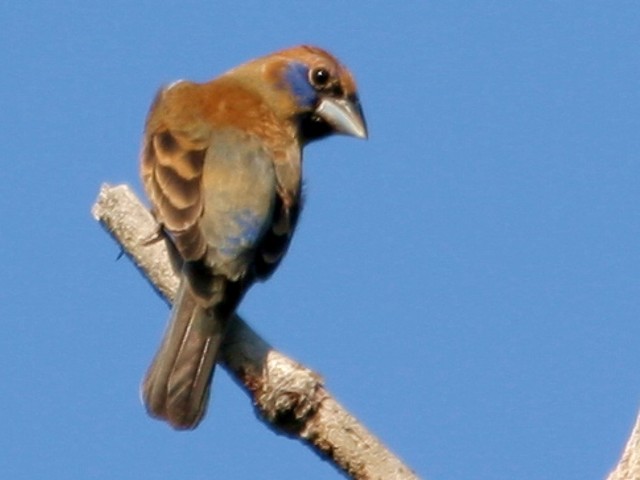 Blue Grosbeak