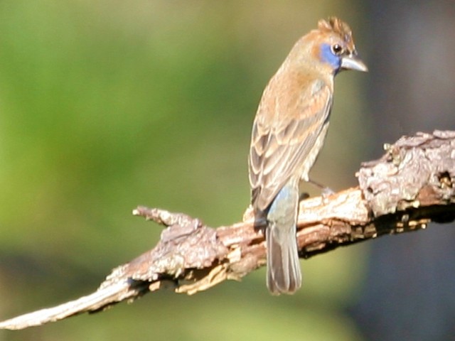 Blue Grosbeak