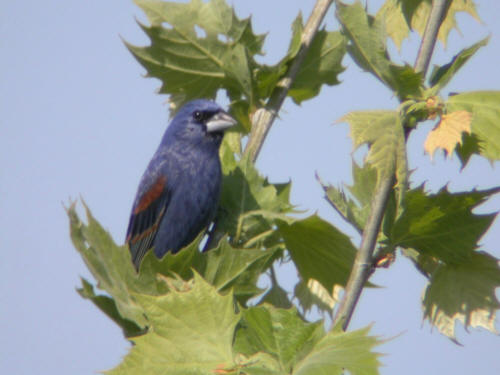 Blue Grosbeak and Orchard Oriole
